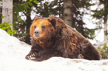 Grizzly bear at winter time.