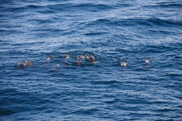 Naklejka premium Long-finned Pilot Whales