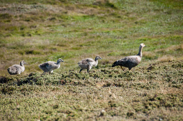 On Carcass Island, the Falklands