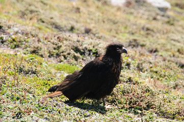 Striated Caracara on the Falkland Islands