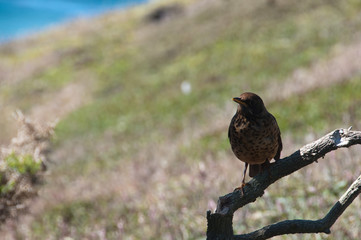 Falkland Thrush