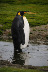 King Penguins on Salisbury plains
