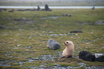 Fototapeta premium Fur Seals on South Georgia's Salisbury Plains