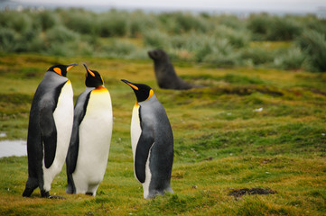 King Penguins on Salisbury plains