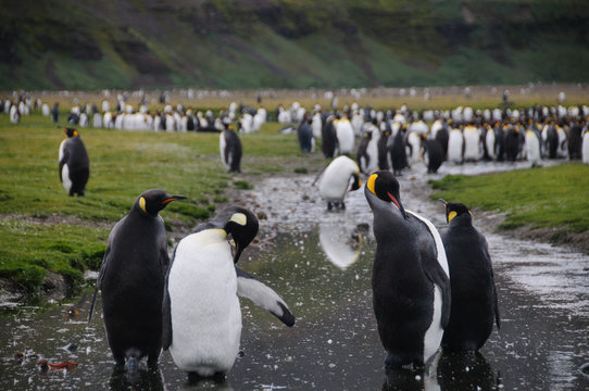 King Penguins on Salisbury plains