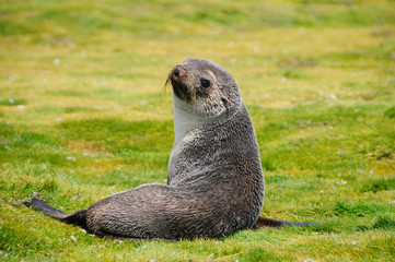 Fur Seals on South Georgia's Salisbury Plains