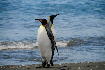 Fototapeta premium King Penguins on Salisbury plains