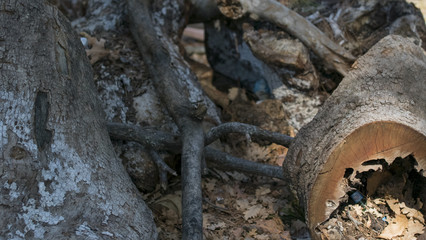  tissue,tree,nature,natural,