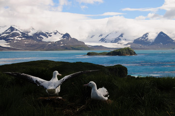 Wandering Albatross Couple raising wings.