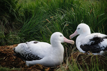 Wandering Albatross Couple