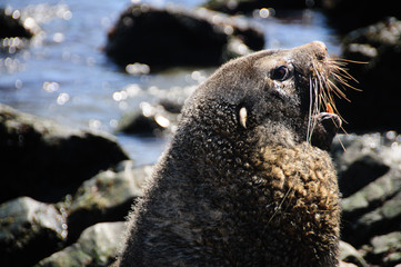 Fur Seal at Godthul