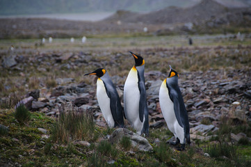 Fototapeta na wymiar King Penguins Courtship Ritual at Fortuna Bay