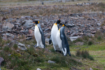 King Penguins Courtship Ritual at Fortuna Bay
