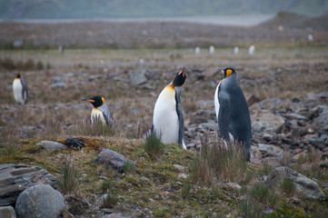 King Penguins Courtship Ritual at Fortuna Bay