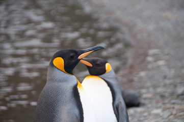 King Penguins at Fortuna Bay