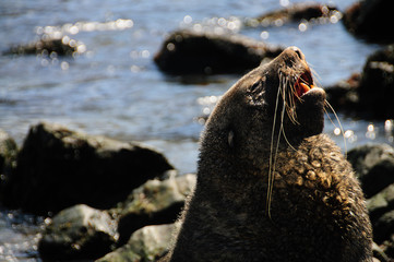 Fur Seal at Godthul