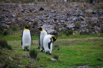 King Penguins Courtship Ritual at Fortuna Bay