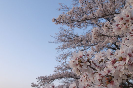 夕映えの桜 - Sakura - cherry blossoms at nightfall