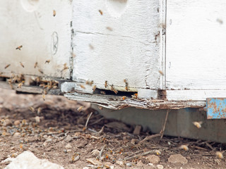 Bees flying at  hive entrance. close up