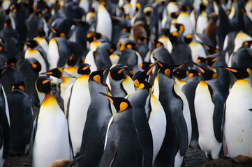 King Penguins on Gold Harbour