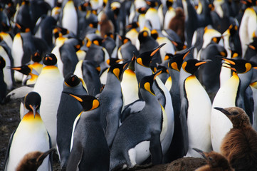 King Penguins on Gold Harbour