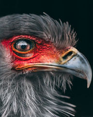 portrait bird eagle secretary