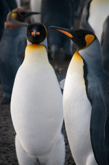 King Penguins on Gold Harbour