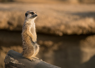 Naklejka na ściany i meble meerkat portrait cute standing