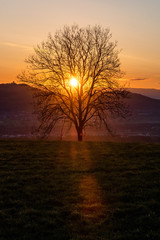 Fototapeta na wymiar Baum im Sonnenuntergang, Ballenbühl, Emmental