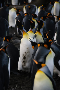 King Penguins on Gold Harbour