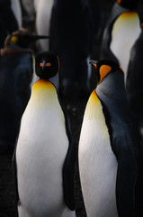 King Penguins on Gold Harbour