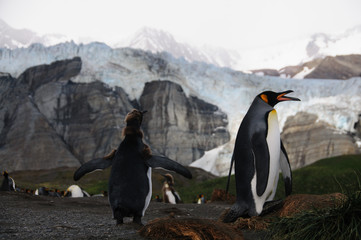 King Penguins on Gold Harbour