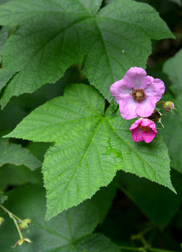 Raspberry fragrant  (Rubus odoratus L.), flowers and leaves