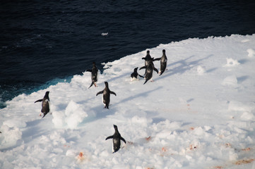 Adelie Penguins on an ice shelf in the Weddell Sea