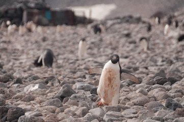 Adelie Penguins on Paulet Island
