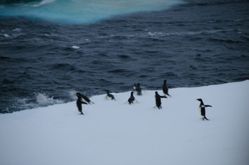 Adelie Penguins on an ice shelf in the Weddell Sea