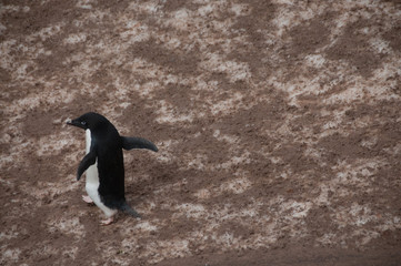 Fototapeta premium Penguin Highway on Paulet Island