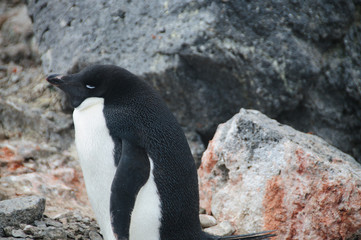 Adelie Penguins on Paulet Island