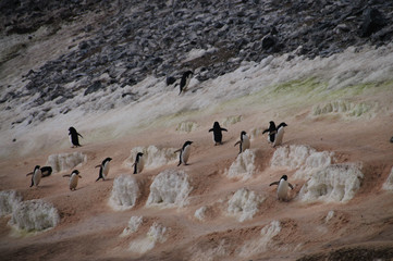 Penguin Highway on Paulet Island