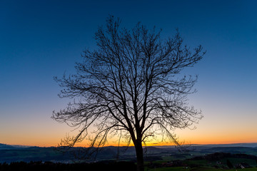 Obraz na płótnie Canvas Silhouette eines baumes im Sonnenuntergang