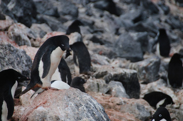 Adelie Penguins on Paulet Island
