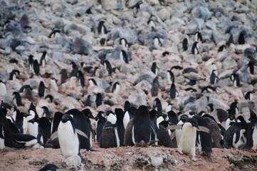 Obraz premium Adelie Penguins on Paulet Island