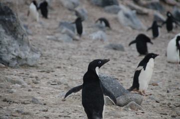 Adelie Penguins on Paulet Island