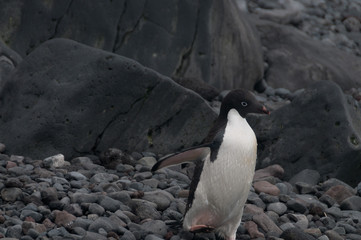 Adelie Penguins on Paulet Island