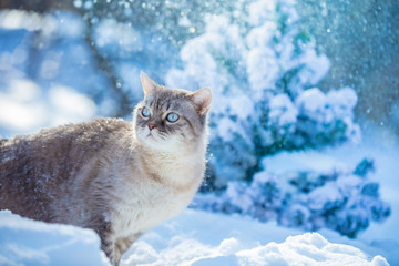 Cute Siamese Cat walking in the deep snow in winter