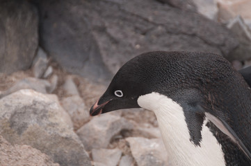 Fototapeta premium Adelie Penguins on Paulet Island
