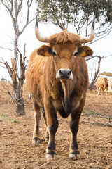 cows , oxen and calves in farm grange