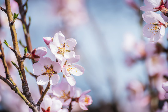 Flowers of an almond tree close-up on a background of a gentle blue sky. beautiful sunny spring day.
