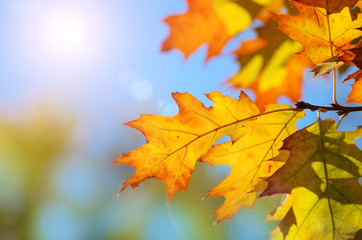 Naklejka na ściany i meble Yellow and Red maple leaves during fall season against sunny blue sky