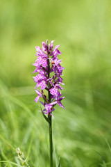 Wilde Orchidee in einer Wiese.